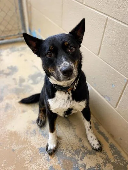 A young medium-sized female Australian Cattle Dog / Blue Heeler dog named Lucille for adoption in West Memphis, AR