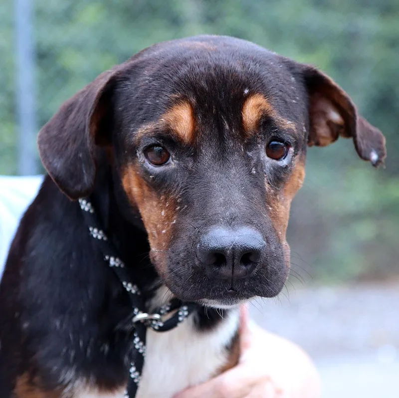 A young medium-sized male Tricolor (Brown, Black, & White) Terrier dog named Diego for adoption in Kansas City, KS