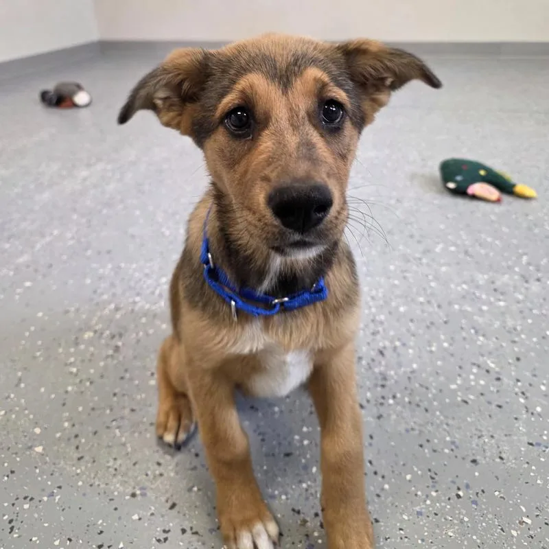 A young medium-sized female Mixed Breed dog named Squirrel for adoption in Yankton, SD