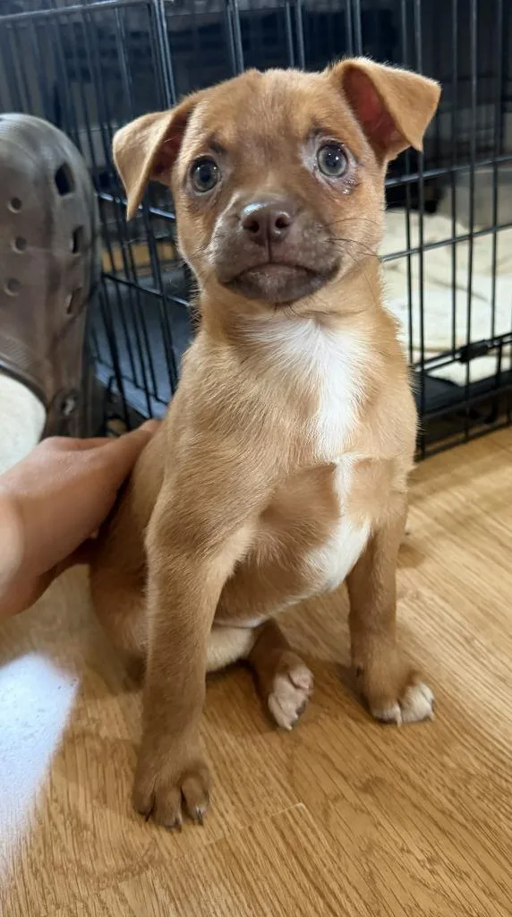 A baby medium-sized female Chihuahua dog named Pesto for adoption in Madison, GA