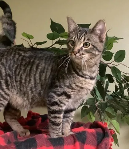 A young medium-sized male Domestic Short Hair cat named Milo for adoption in Hastings, NE