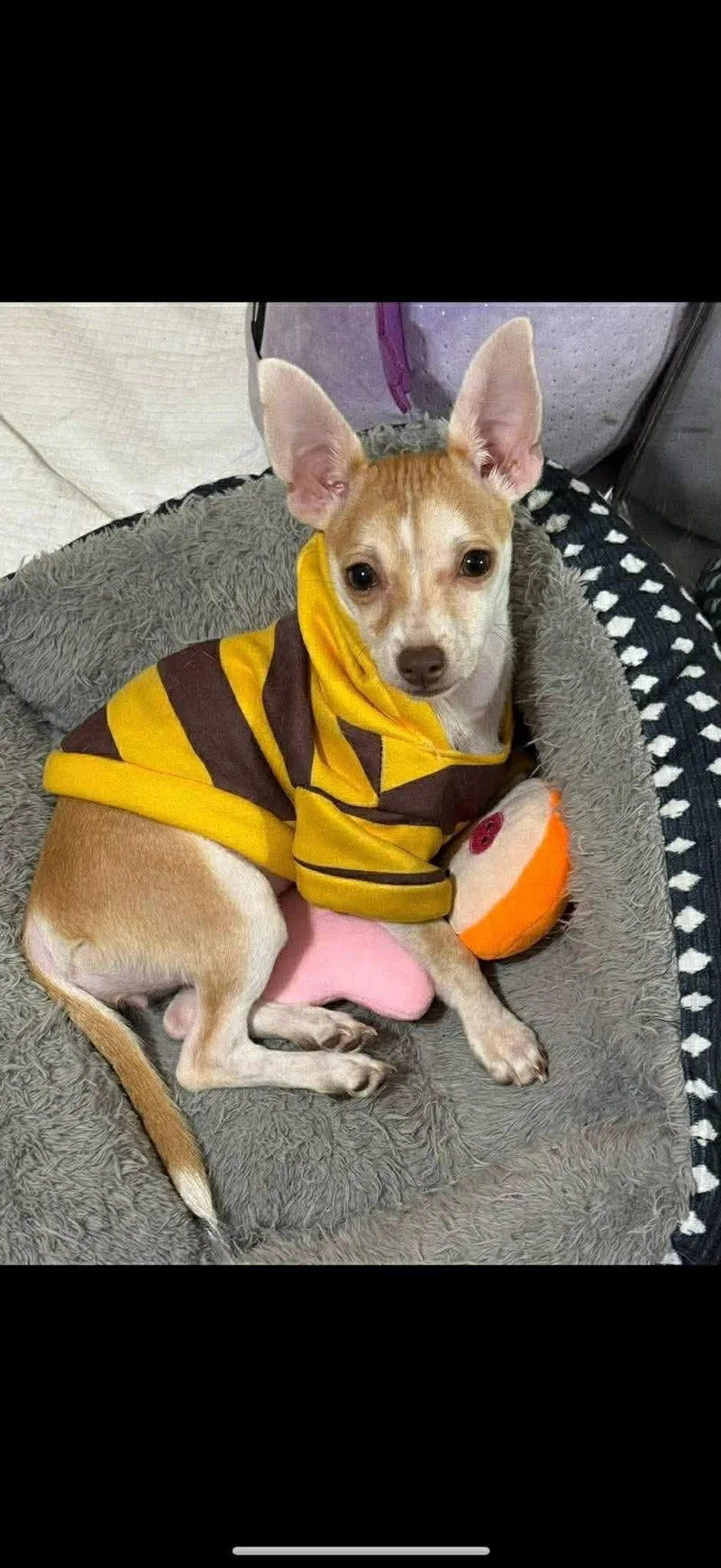 A young small-sized female Chihuahua dog named Mona for adoption in Gainesville, VA