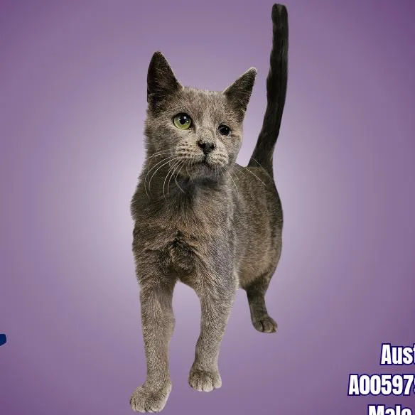 A baby small-sized male Gray / Blue / Silver Domestic Short Hair cat named Jd Salinger for adoption in Austin, TX