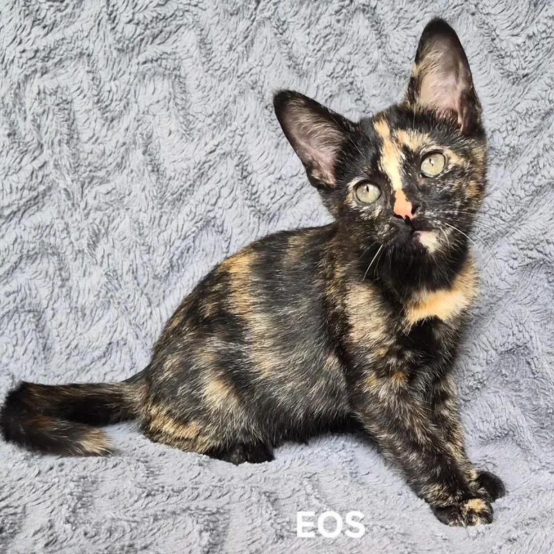 A baby small-sized female Tortoiseshell Domestic Short Hair cat named Eos for adoption in Matteson, IL