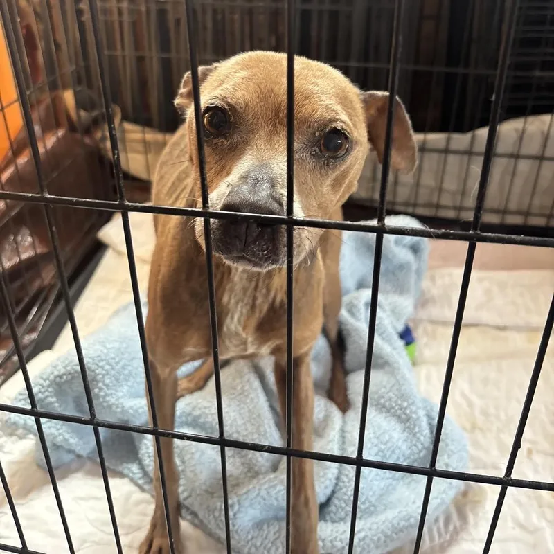 A senior small-sized female Brown / Chocolate Chihuahua dog named Penny for adoption in Floresville, TX