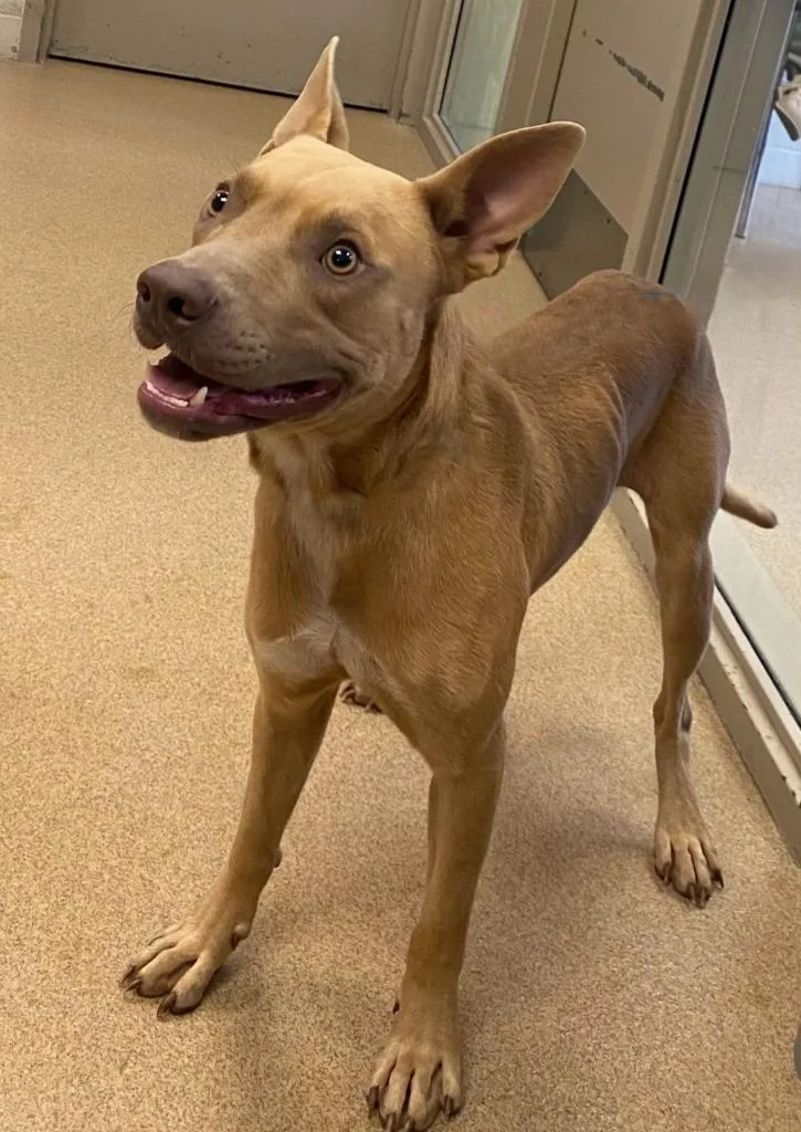 A young medium-sized male Pit Bull Terrier dog named Flash for adoption in Brenham, TX