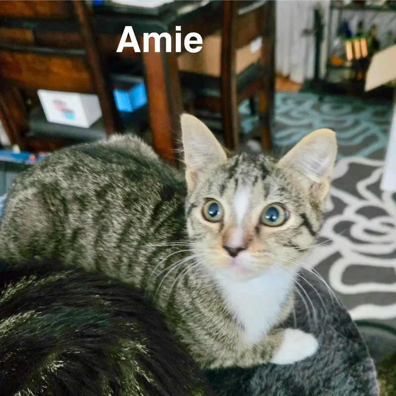 A young medium-sized female Tabby (Gray / Blue / Silver) Domestic Short Hair cat named Amie for adoption in North Tonawanda, NY