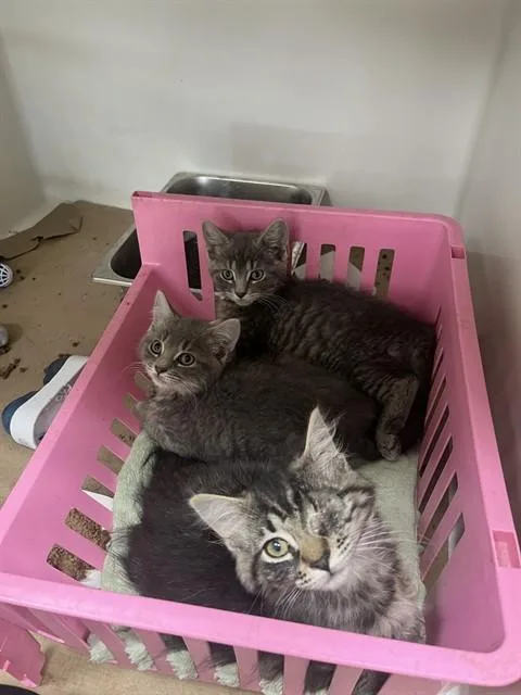 A baby medium-sized female Domestic Short Hair cat named Fiona for adoption in Boston, MA