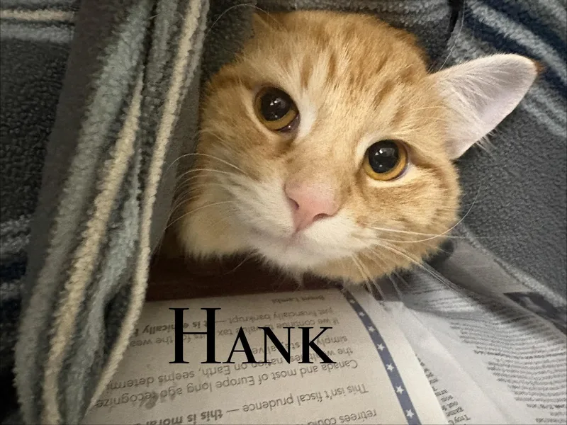 Hank