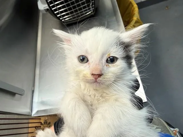 A baby small-sized female Domestic Short Hair cat named Storm for adoption in Antioch, CA