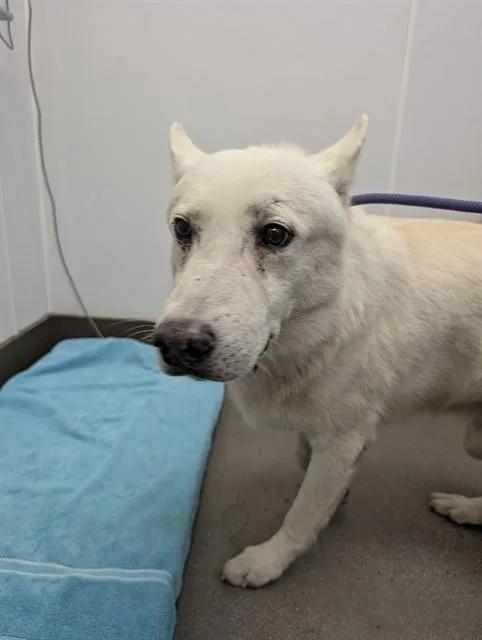 An adult large-sized male German Shepherd Dog dog named Langly for adoption in Tucson, AZ