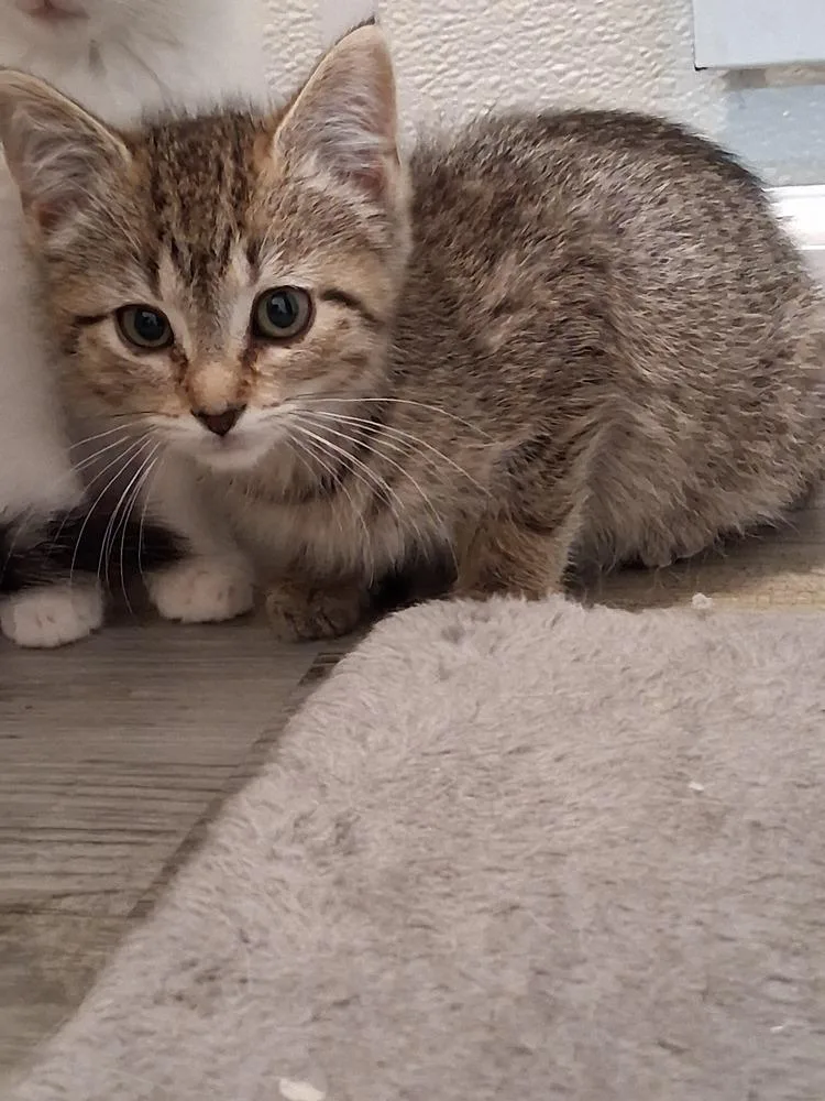 A baby small-sized female Tabby (Brown / Chocolate) Domestic Short Hair cat named Marsh for adoption in Westfield, WI