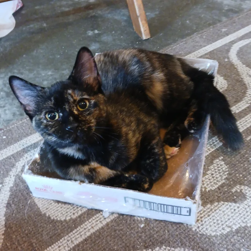 Tootsie Roll thumbnail 3