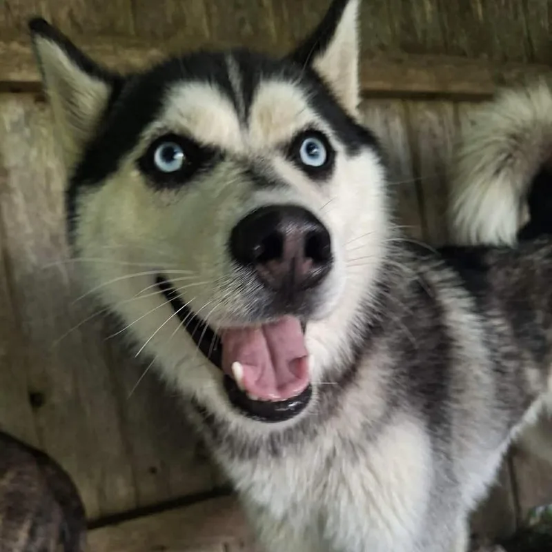 A young large-sized female Tricolor (Brown, Black, & White) Husky dog named Scarlett for adoption in Groveland, MA