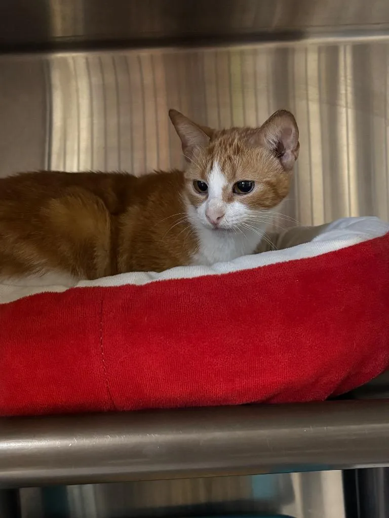 An adult large-sized female Domestic Short Hair cat named Cecille for adoption in Metter, GA