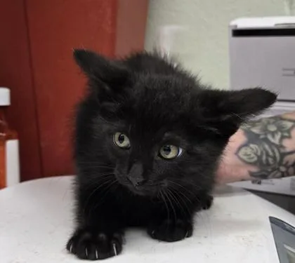 A baby small-sized female Domestic Short Hair cat named Storm for adoption in Gainesville, FL