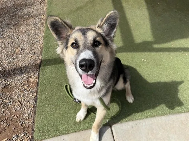 A young large-sized male German Shepherd Dog dog named Charm for adoption in Phoenix, AZ