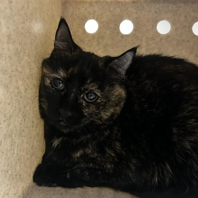 An adult medium-sized female Domestic Short Hair cat named Annie for adoption in Reno, NV