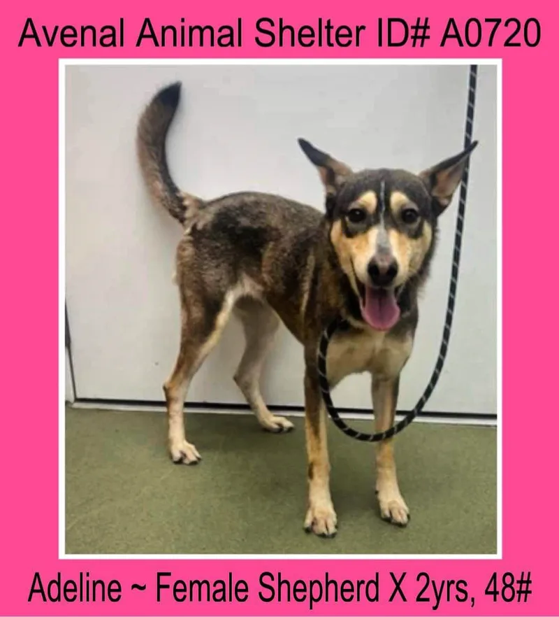 An adult medium-sized female Shepherd dog named Adeline for adoption in Avenal, CA