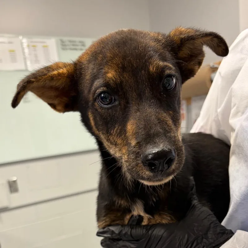A baby medium-sized male Black Mixed Breed dog named Bram for adoption in Greenville, SC