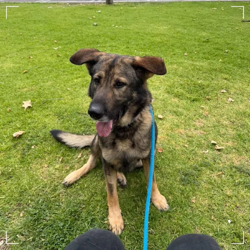 An adult large-sized male Black German Shepherd Dog dog named Baby Huey for adoption in Upland, CA