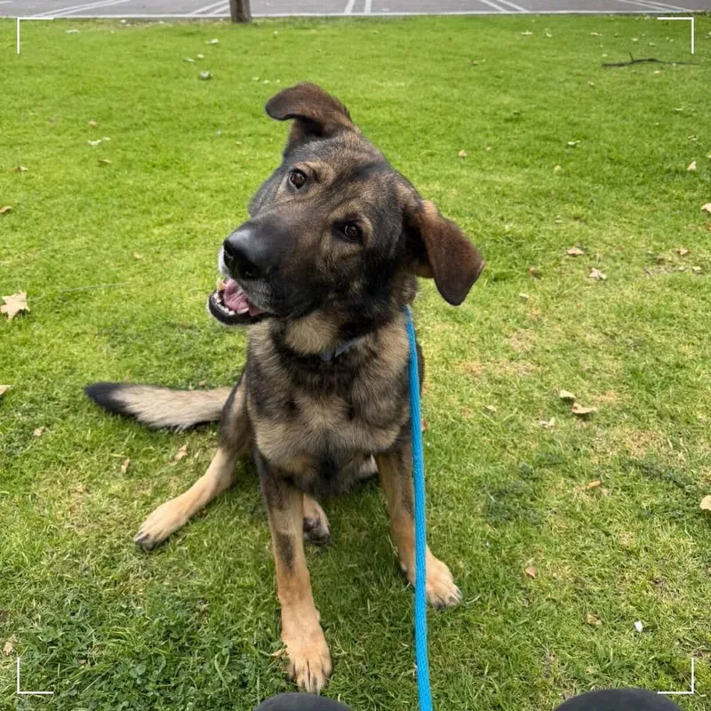 Baby Huey thumbnail 4