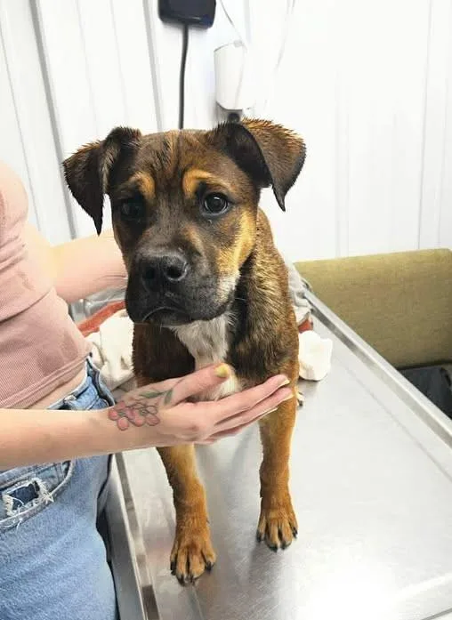 A young medium-sized male Bicolor Boxer dog named Hopper for adoption in Munfordville, KY