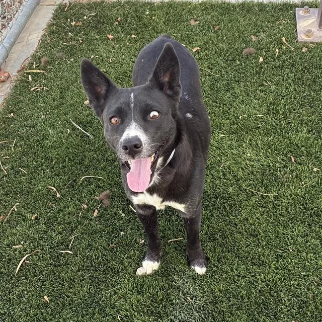 A young medium-sized female Australian Cattle Dog / Blue Heeler dog named Sheera for adoption in Castaic, CA