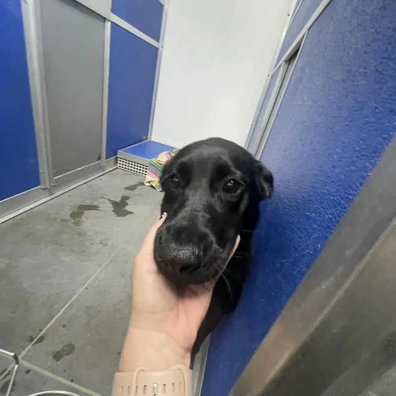 A young medium-sized female Black Mixed Breed dog named Dora for adoption in Dickinson, TX