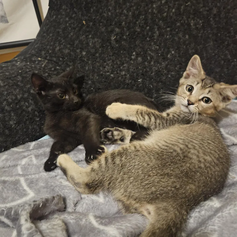A baby small-sized male Domestic Short Hair cat named Michael for adoption in Philadelphia, PA