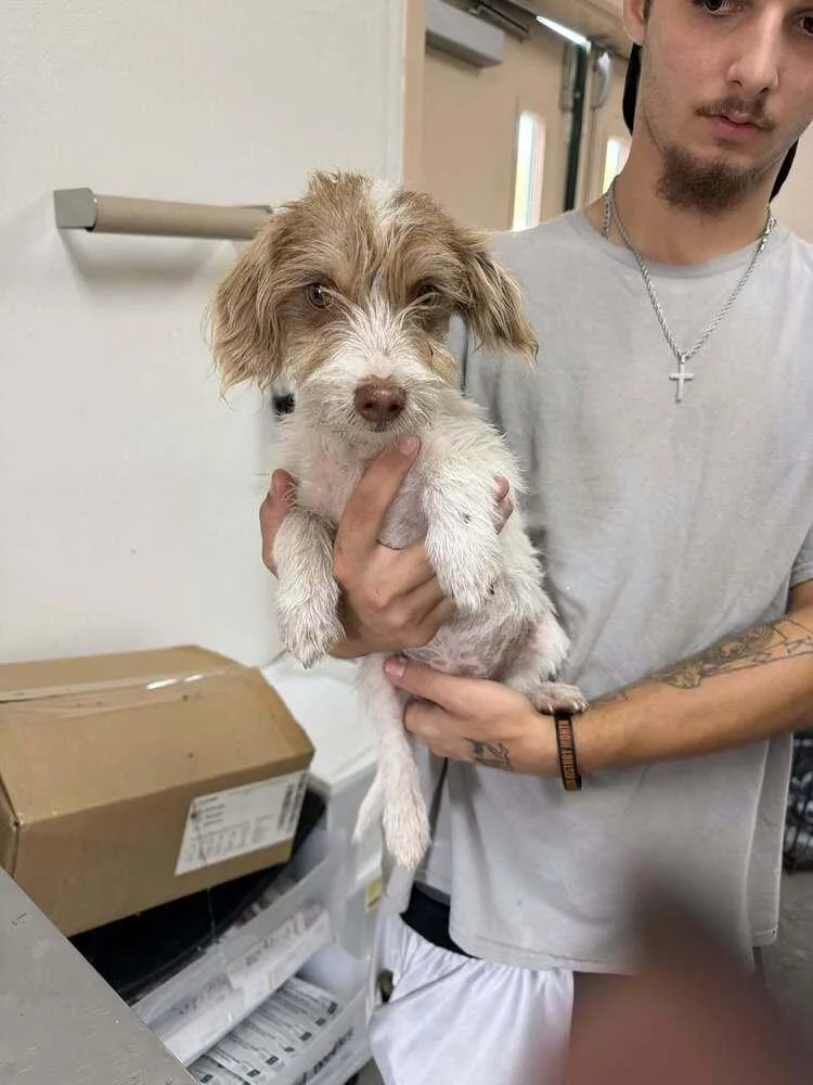 A baby small-sized male Yorkshire Terrier dog named Bones for adoption in Pottstown, PA