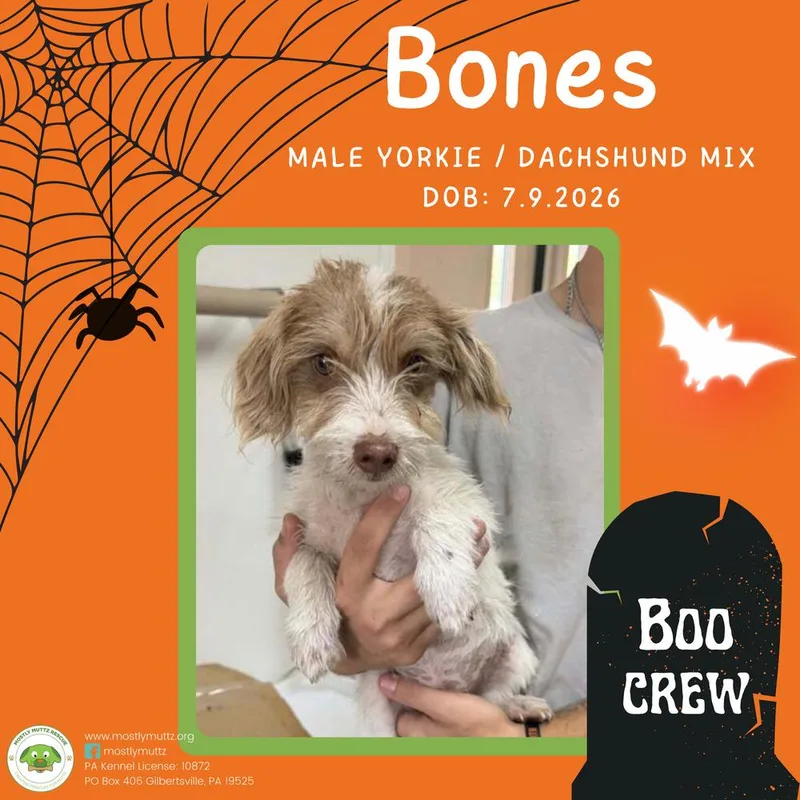 Bones thumbnail 2