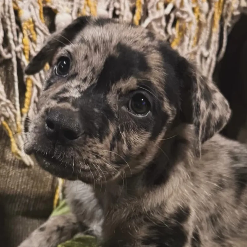 A baby medium-sized female Merle (Blue) Mixed Breed dog named Bailey for adoption in Whittier, CA