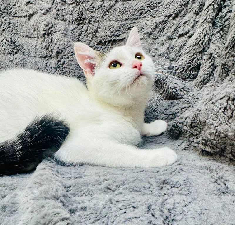 A baby medium-sized female Black & White / Tuxedo Domestic Short Hair cat named Elmora for adoption in Alexandria, MN