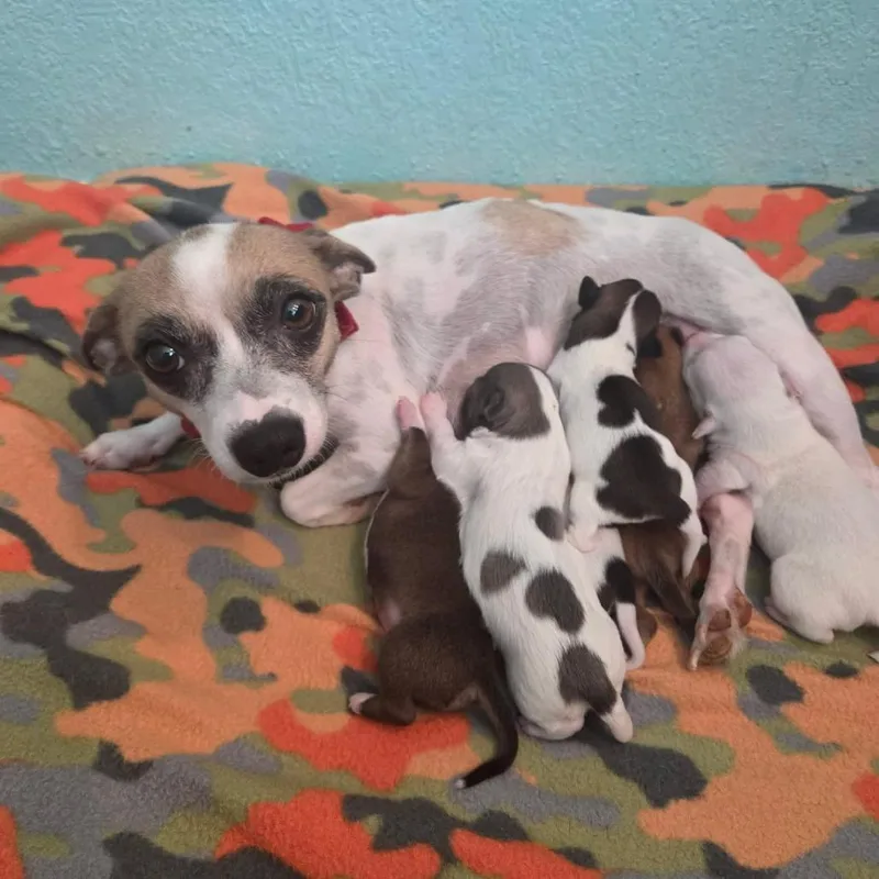Momma Birch thumbnail 6