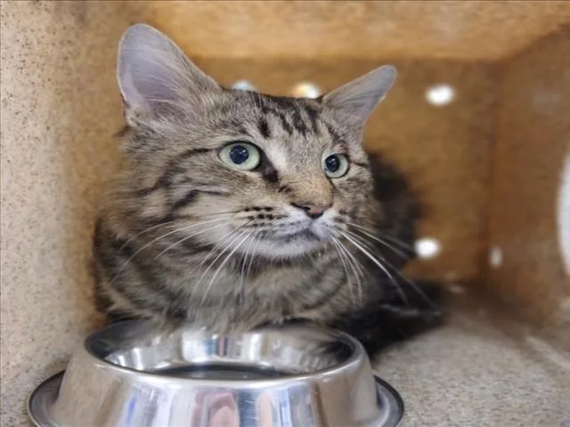 A young medium-sized male Domestic Long Hair cat named Churro for adoption in Derwood, MD