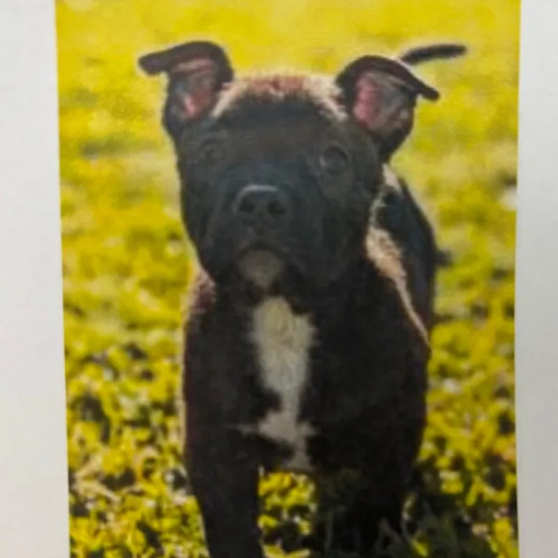 A baby small-sized female Brindle Pit Bull Terrier dog named Angela for adoption in Wilmington, DE