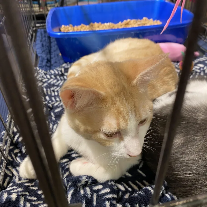 A young medium-sized male Orange & White Domestic Short Hair cat named Kerchief for adoption in Stanwood, WA
