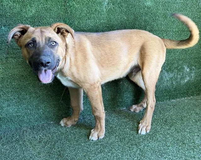 A young medium-sized male German Shepherd Dog dog named A for adoption in Lancaster, CA