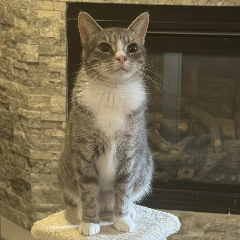 An adult medium-sized female Tabby (Gray / Blue / Silver) Domestic Short Hair cat named Faith for adoption in Stoughton, WI