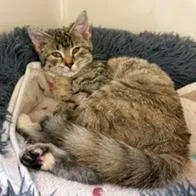 A baby small-sized female Brown / Chocolate Domestic Short Hair cat named Daryl for adoption in Greensboro, GA