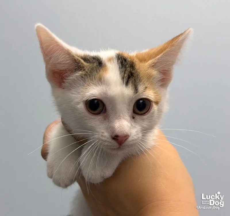 A baby medium-sized female Domestic Short Hair cat named Hazel for adoption in Washington, DC