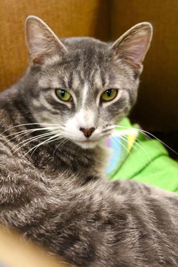 An adult small-sized male Domestic Short Hair cat named Caspian for adoption in Indiana, PA