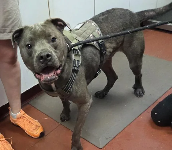 An adult large-sized male Pit Bull Terrier dog named Odin for adoption in Salisbury, MD