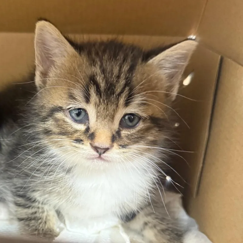 A baby small-sized male Black Domestic Short Hair cat named Kat for adoption in Winston-Salem, NC