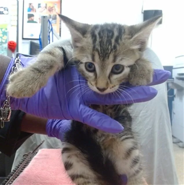 A baby small-sized female Domestic Short Hair cat named Pebbles for adoption in Miami, FL