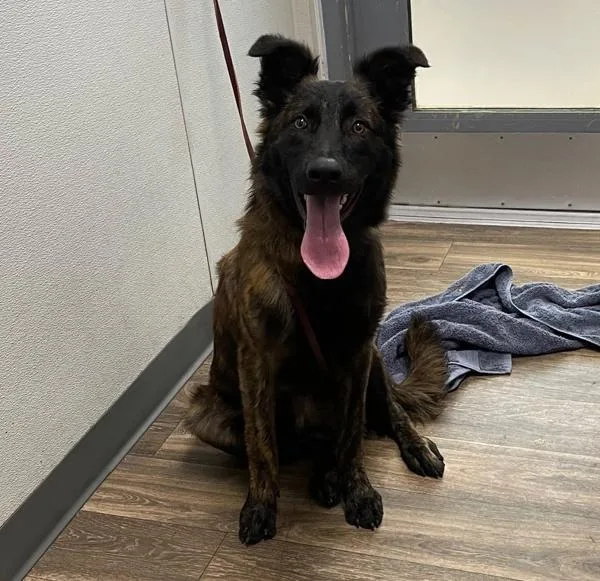 A young large-sized male Dutch Shepherd dog named Keanu Reeves for adoption in San Diego, CA