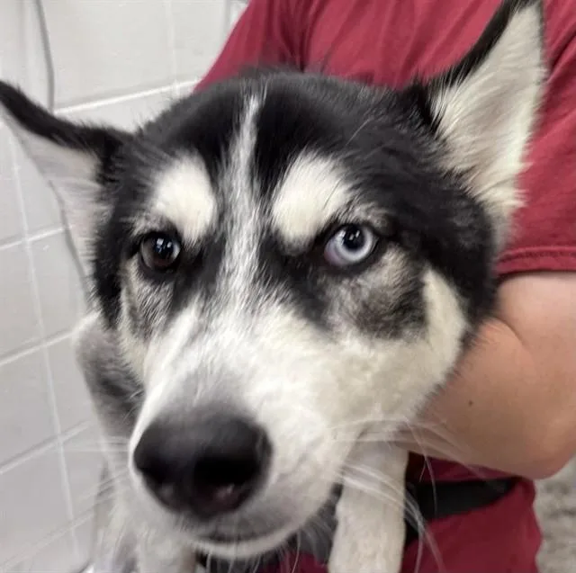 A young small-sized male Siberian Husky dog named Zeus for adoption in Tucson, AZ