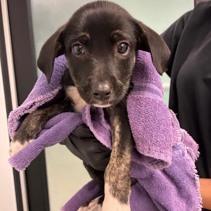 A baby small-sized female Black Terrier dog named Ramona for adoption in Abilene, TX
