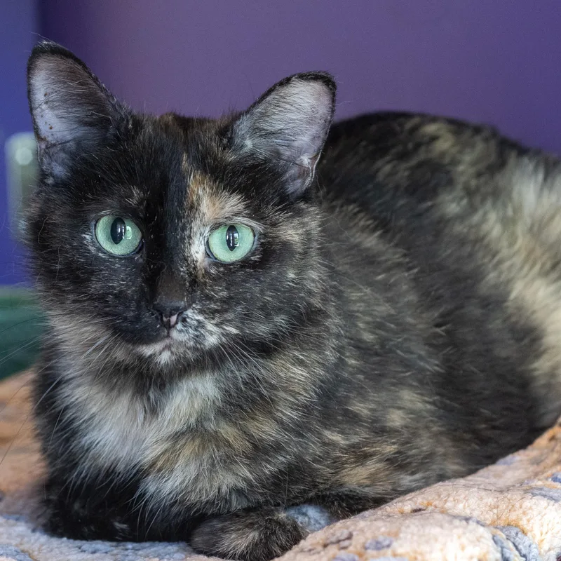 An adult medium-sized female Tortoiseshell Domestic Short Hair cat named Macchiato for adoption in Pontiac, MI
